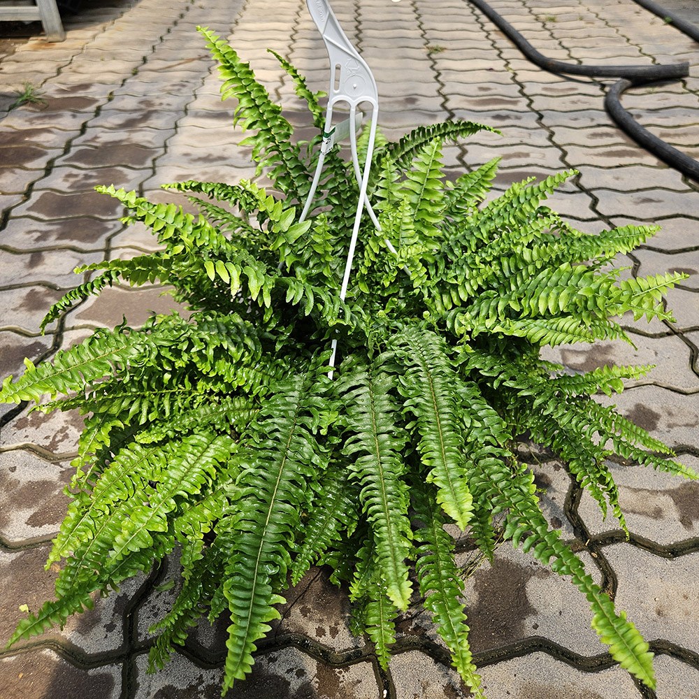 보스톤 고사리 대품 (행잉화분+받침+행잉고리2색상+영양제) 공기정화식물 보스턴 고사리 아비가든, 1개 20,000원