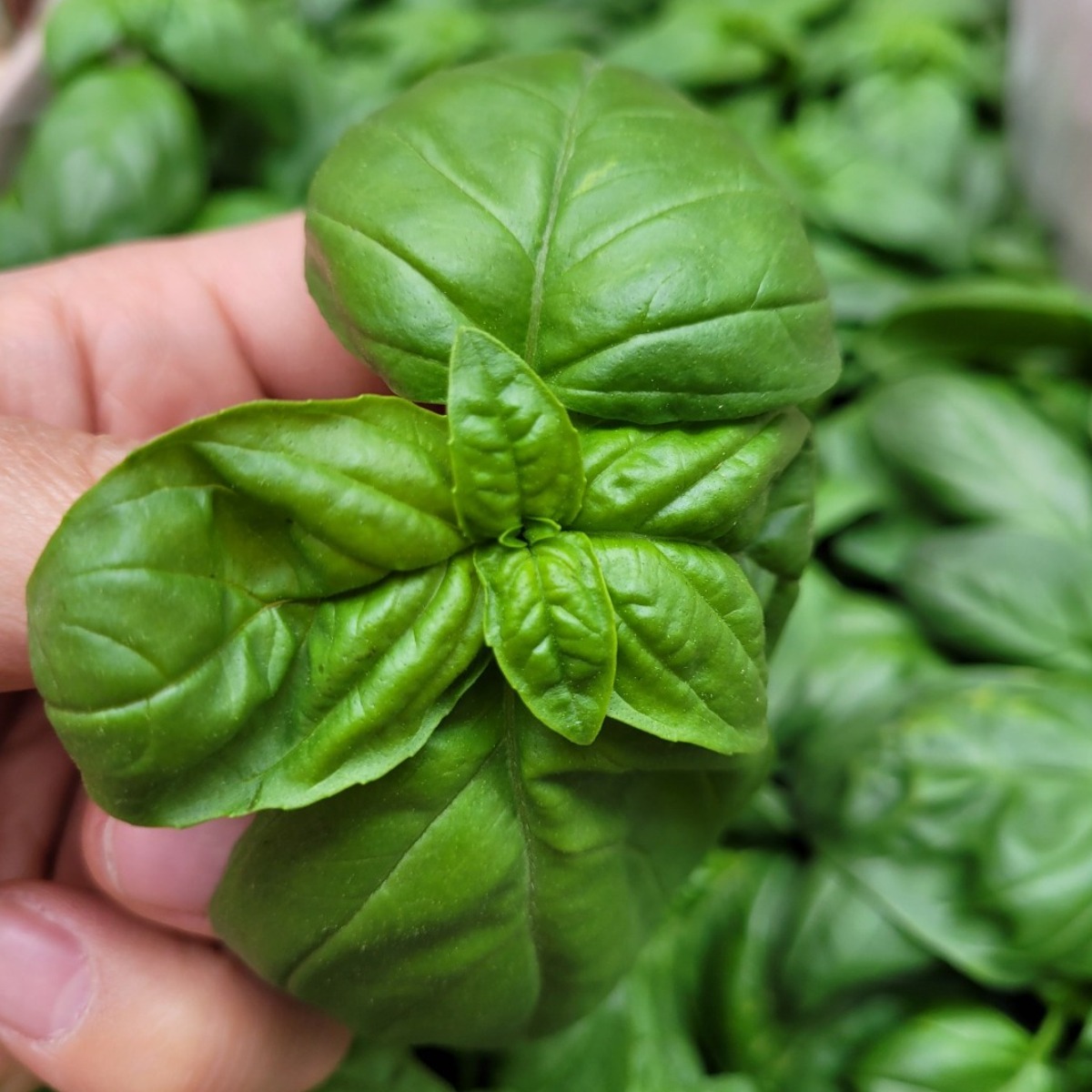 야채왕 향긋한 생바질 스위트바질 생잎 Basil  바실 100g/ 500g 36,000원