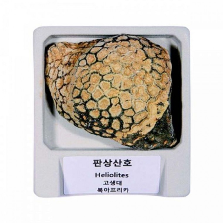 산호화석 ARI-D4500-DP 판상산호 전시용 실물 아리랑과학 랍슨유통 189,170원