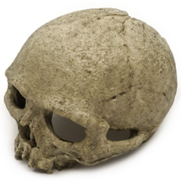 [노모이] 영장류 해골 은신처 12,000원