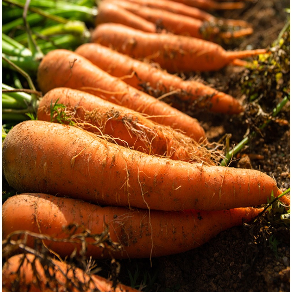 [제주산지직송] 구좌 당근 햇당근 흙당근, 1박스, 10kg(특상) 36,300원