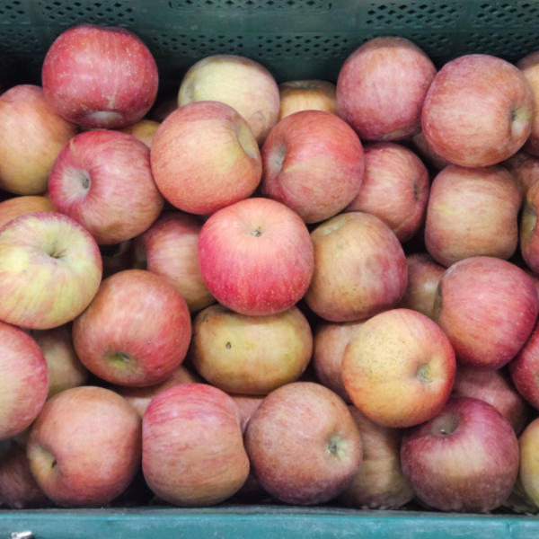 [현수농원] 재구매율 98% 경북 안동 청송 의성 문경 꿀사과 26,300원