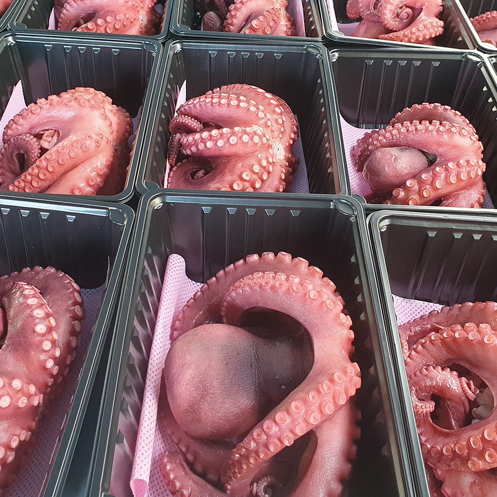 남해 바다 해녀 언니네 자연산 자숙 문어 1kg (2-3미) 산지직송 숙회 제수용 돌문어 선물 42,000원