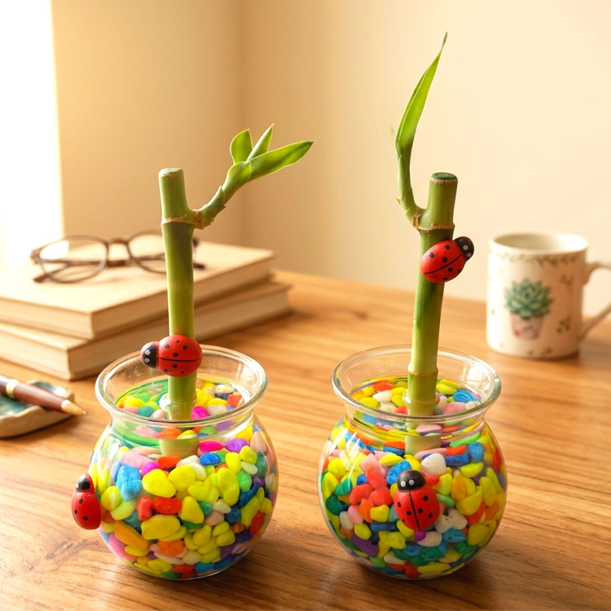 아이몽 개운죽키우기 행운목 수경식물 공기정화 체험활동 어린이 식목일 공예재료 만들기재료 꾸미기 키트, 1개 2,500원