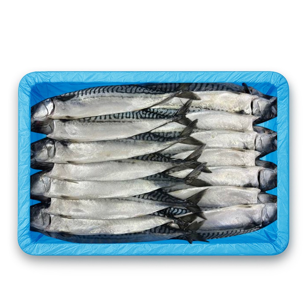 노르웨이 자반고등어 8손 10손 왕특 특대 업소용 간고등어 가정용 생선 구이 도매, 1개, 3.5kg 59,000원