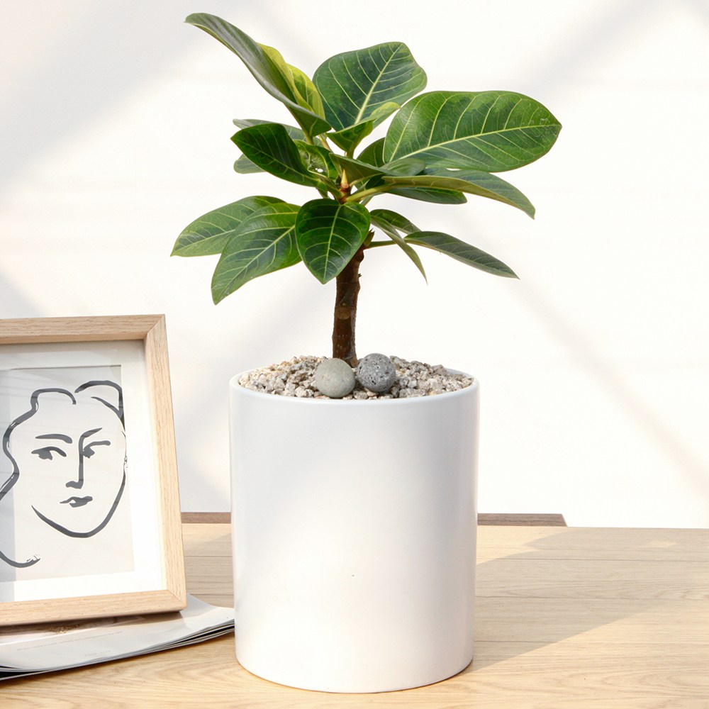 드셀플라워 금전수 돈나무 개업 화분 집들이 선물 승진 사무실 이전 병원 개원 식당 개업식 축하 화분 배달 당일배송 8.소형_뱅갈고무나무 흰색원형 경량화분 55,000원