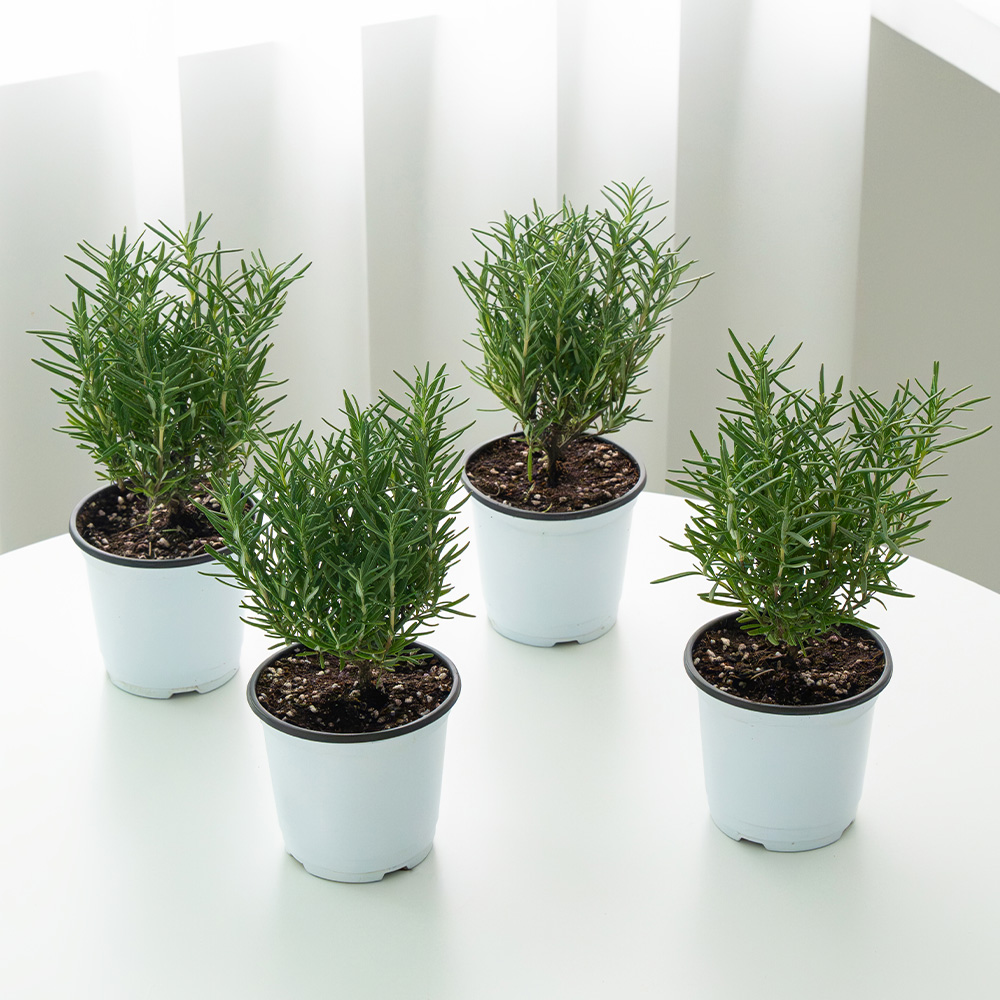 [로켓프레시] 코코도르팜 생화 허브 로즈마리 포트 소 4종 세트, 혼합색상, 1세트 15,800원