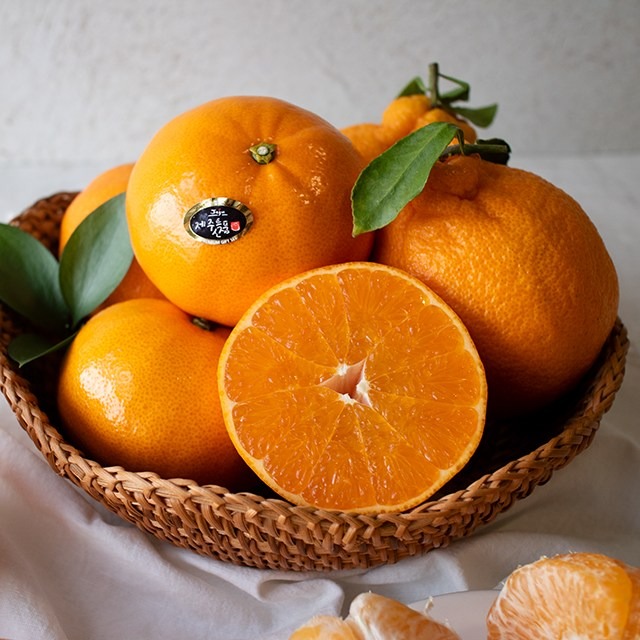 [단하루초특가] 재구매1등 고당도 제주도 천혜향 38,800원