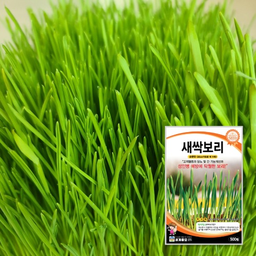 새싹보리 1kg / 씨앗 종자 텃밭가꾸기 보리새싹키우기, 1개 30,000원