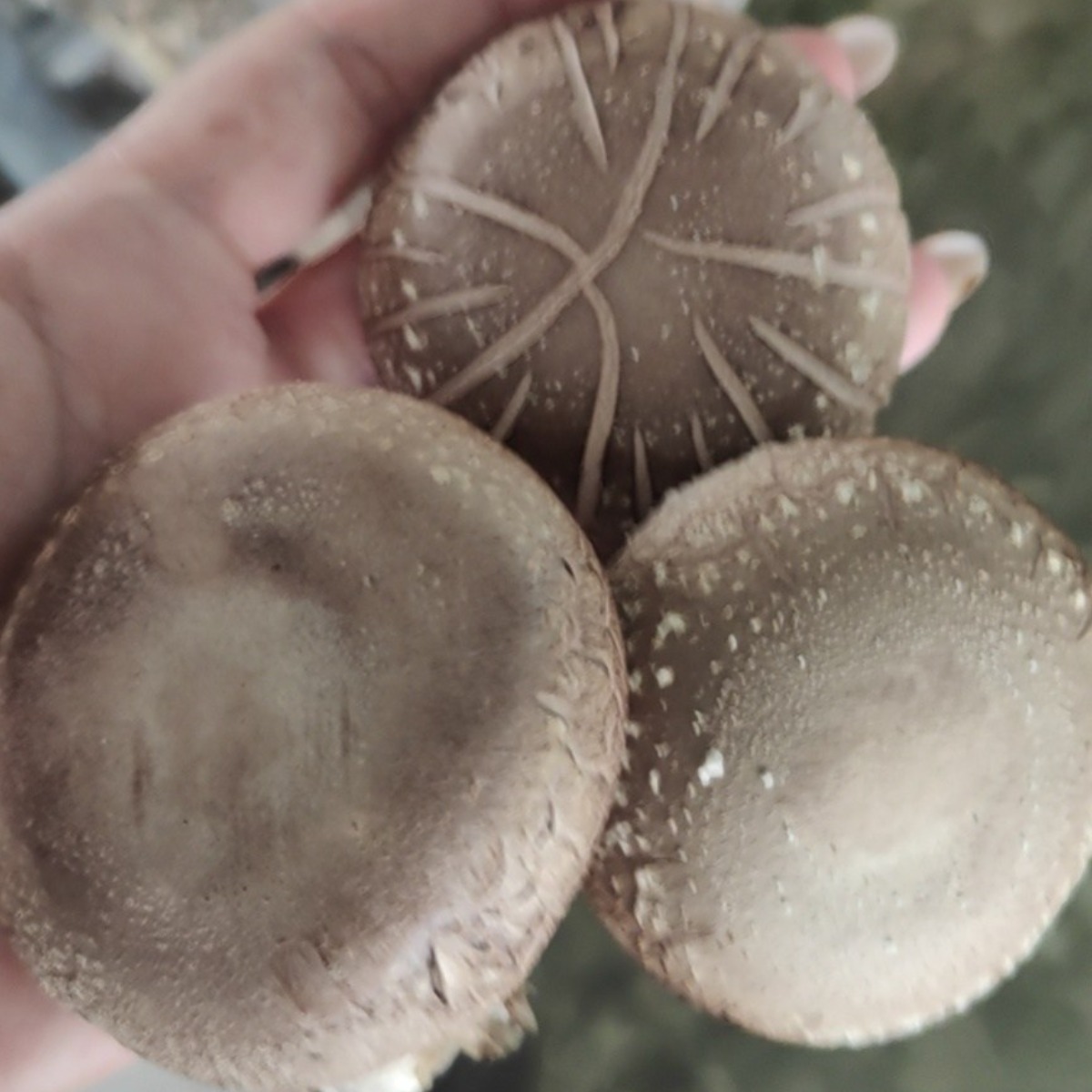 [서산여미표고]표고버섯 가정용 못난이 실속형 파지, 1개, 2kg(상품) 25,640원