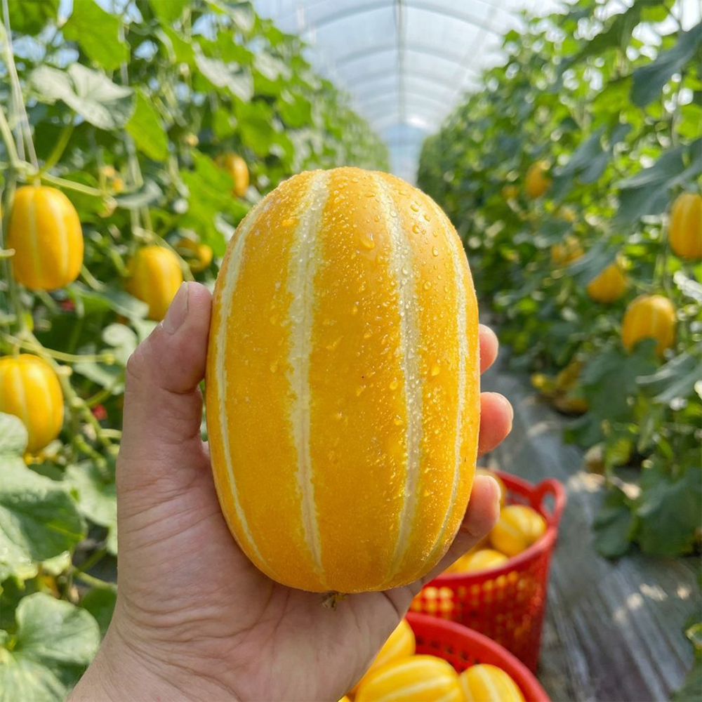 [당일수확] 성주 참외 산지직송 18브릭스 10,600원