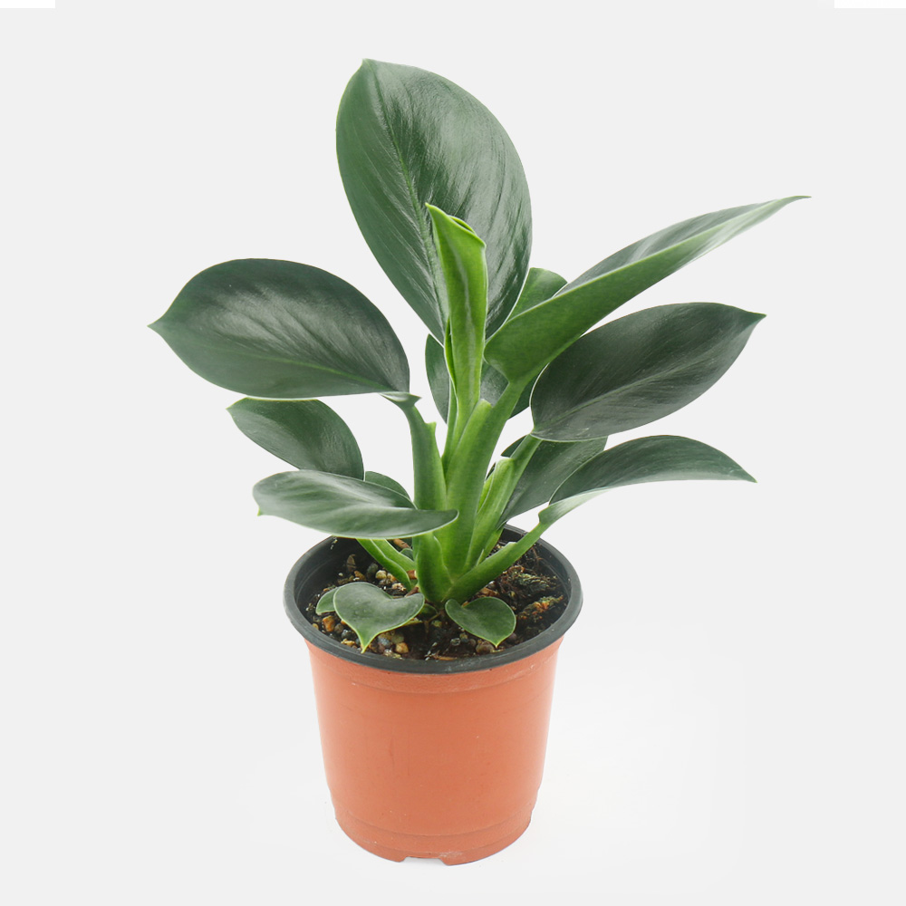 갑조네 콩고(소품), 2개, 단일 9,700원