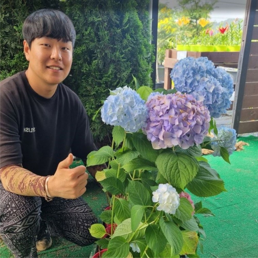 목수국 나무 묘목 쁘띠 체리나무 수국 P15포트 120L 포트묘 18,000원