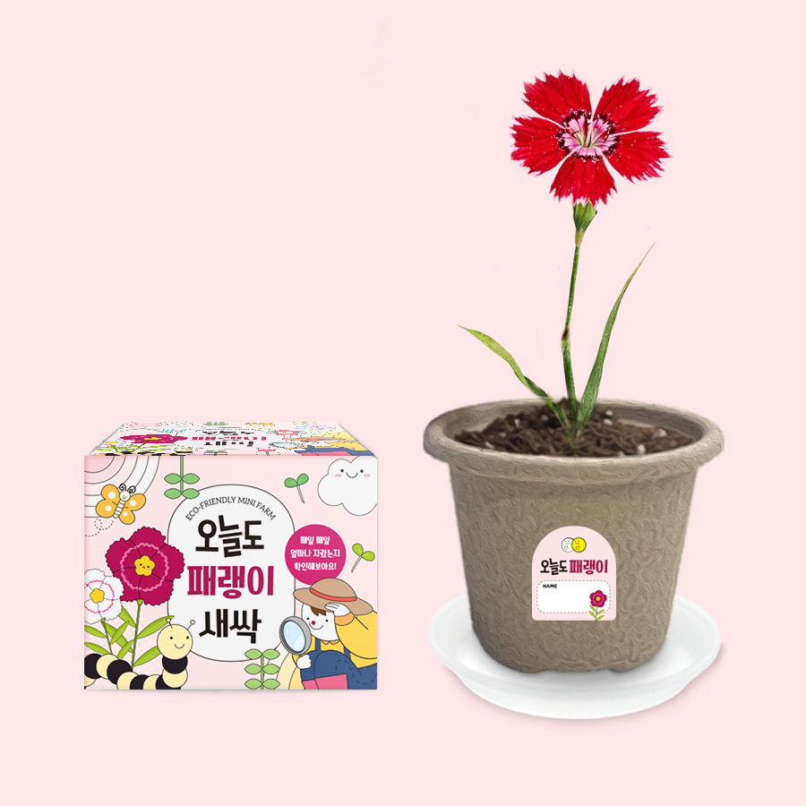 오늘도새싹 식물키우기 패랭이 미니화분, 패랭이 120,000원