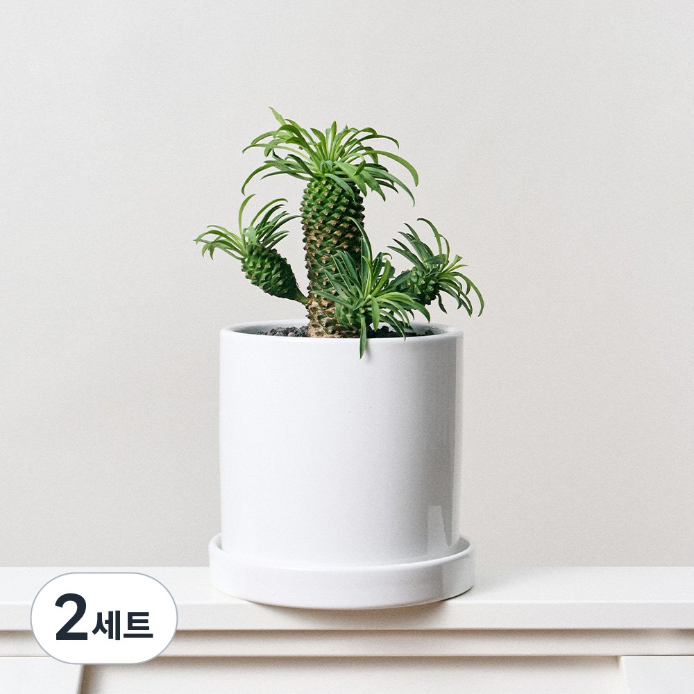 [로켓프레시] 코코도르팜 도자기 화분 중형 + 괴마옥 파인애플선인장 세트 34,530원