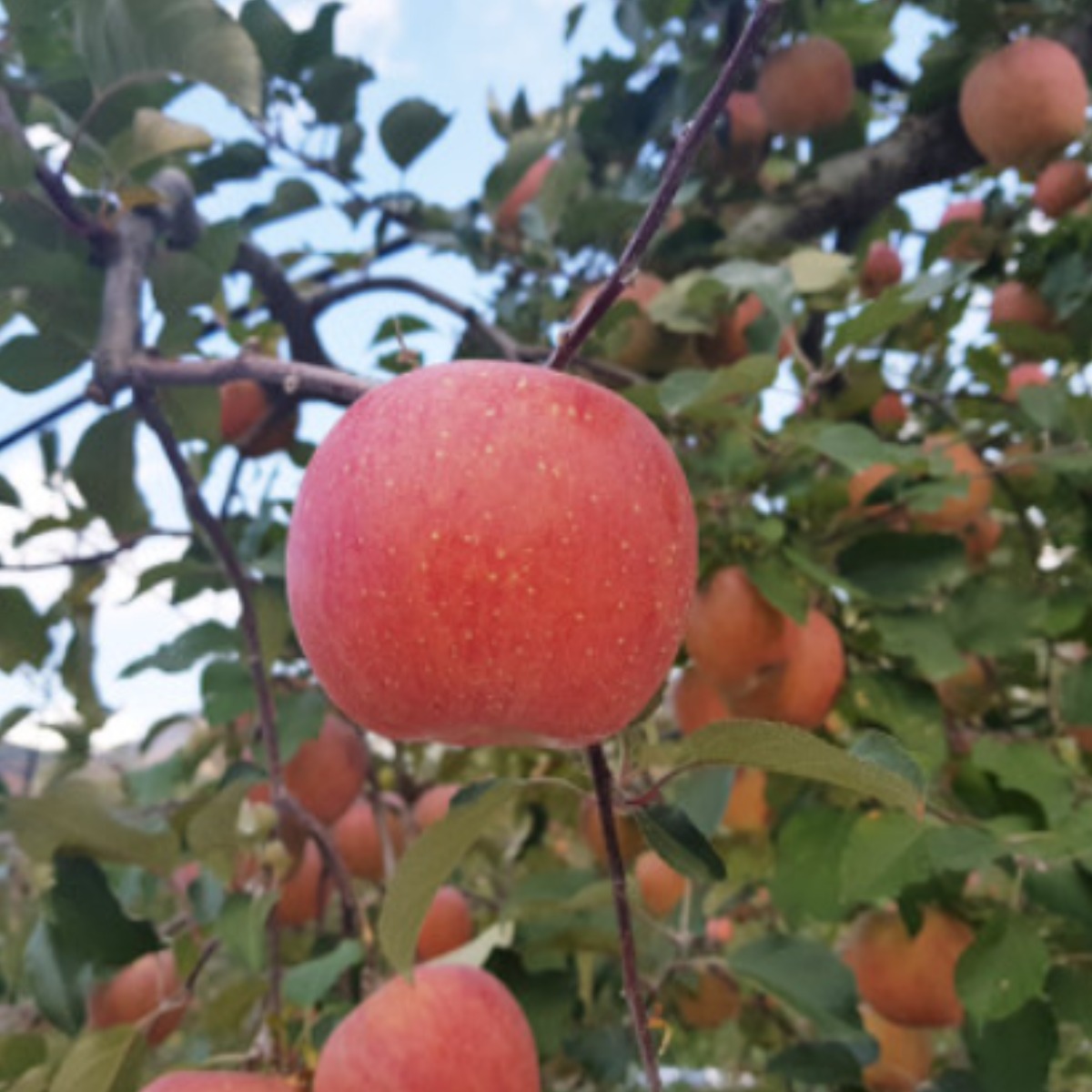 햇빛농원 밀양얼음골사과 햇부사 산지직송, 10kg 26-30과 (중대과), 1박스 114,900원