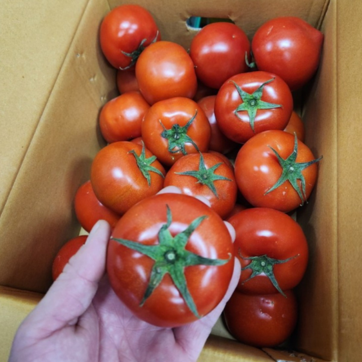 <과일싸다구> 완숙, 찰 토마토 쥬스용 대저토마토 짭잘이토마토 15,900원