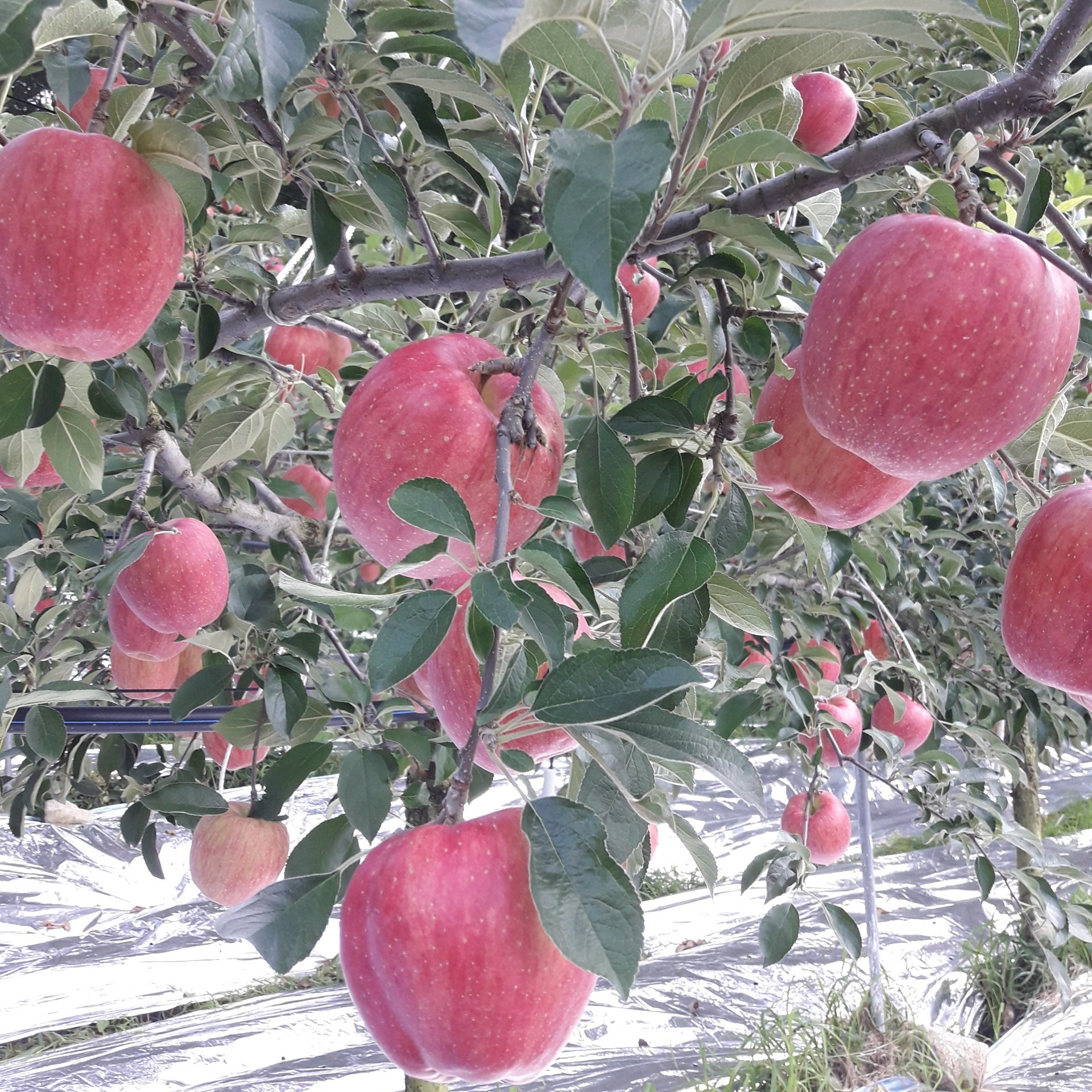 [문경사과] 훼밀리7마켓 고랭지 꿀사과 홍로 감홍 부사사과 76,900원