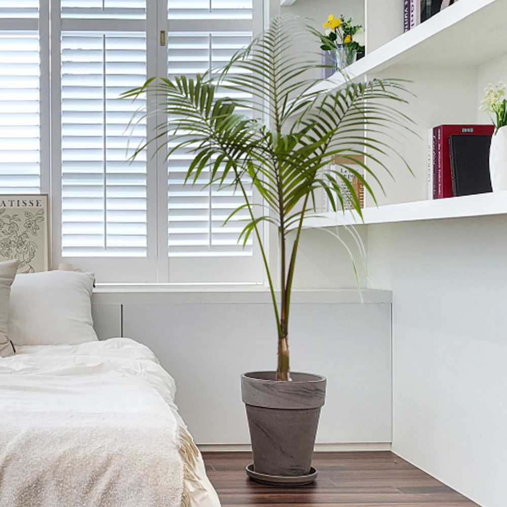 농원청년 바솔트토분 인테리어식물 거실화분 실내화초 개업식화분 개업화분 공기정화식물 승진화분 영전화분 사무실 카페 매장 공간 인테리어화분 스투키 쉐프렐라 홍콩야자 극락조 169,000원