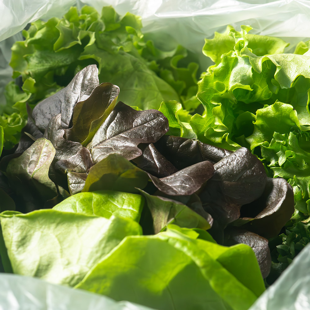 GAP인증 당일 수확 유러피안 신선 샐러드 1kg (4종 랜덤) 대용량 쌈채소 로메인 버터헤드 11,900원