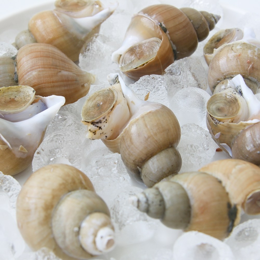 [선주직송] 당일조업 국내산 산소포장 백골뱅이 백고동 제철 생물, 1개, 생물 백고동 소소 (60~70미) 1kg 19,990원