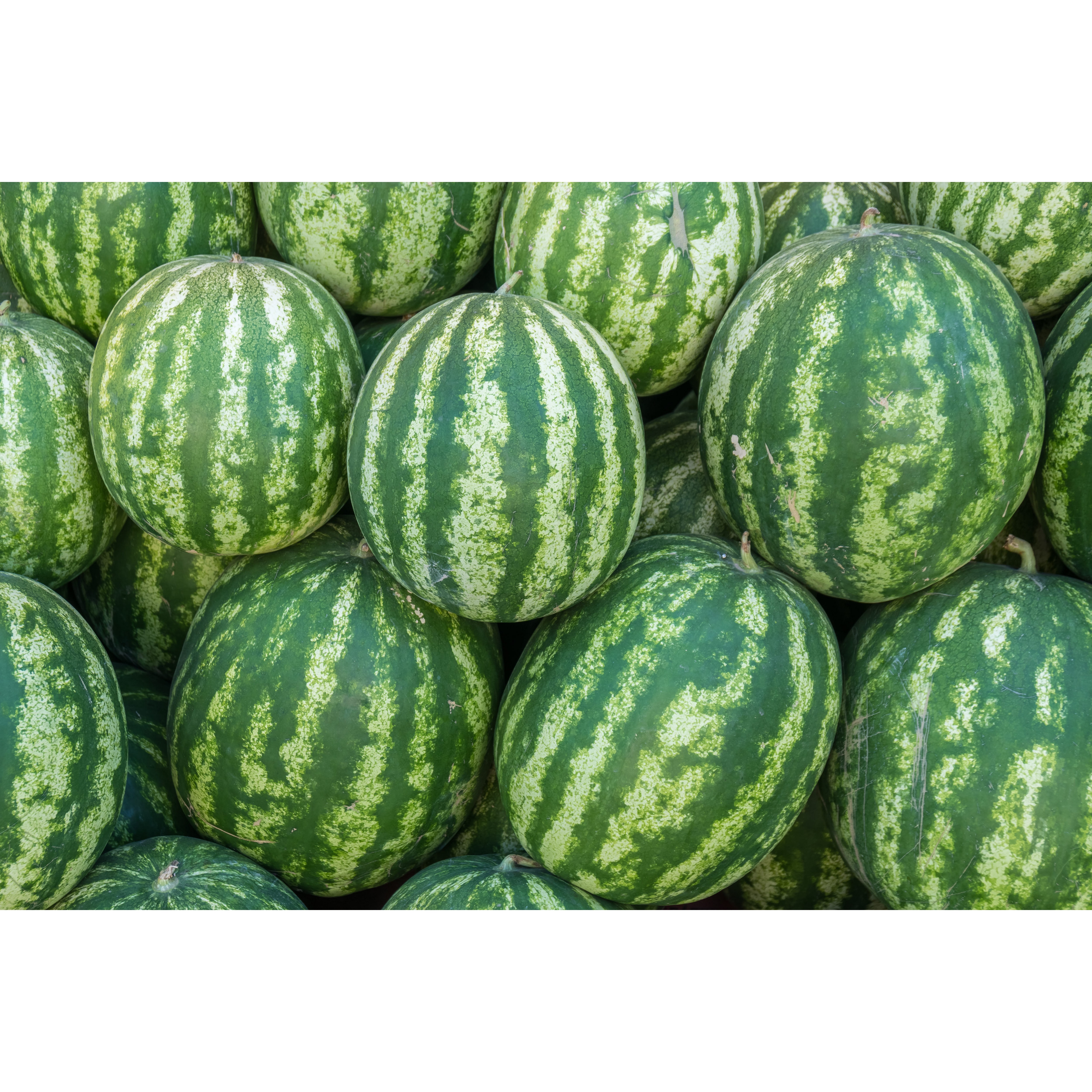 충북 음성 프리미엄 고당도 고랭지 하우스 수박, 1개, 6kg~6.5kg 36,980원