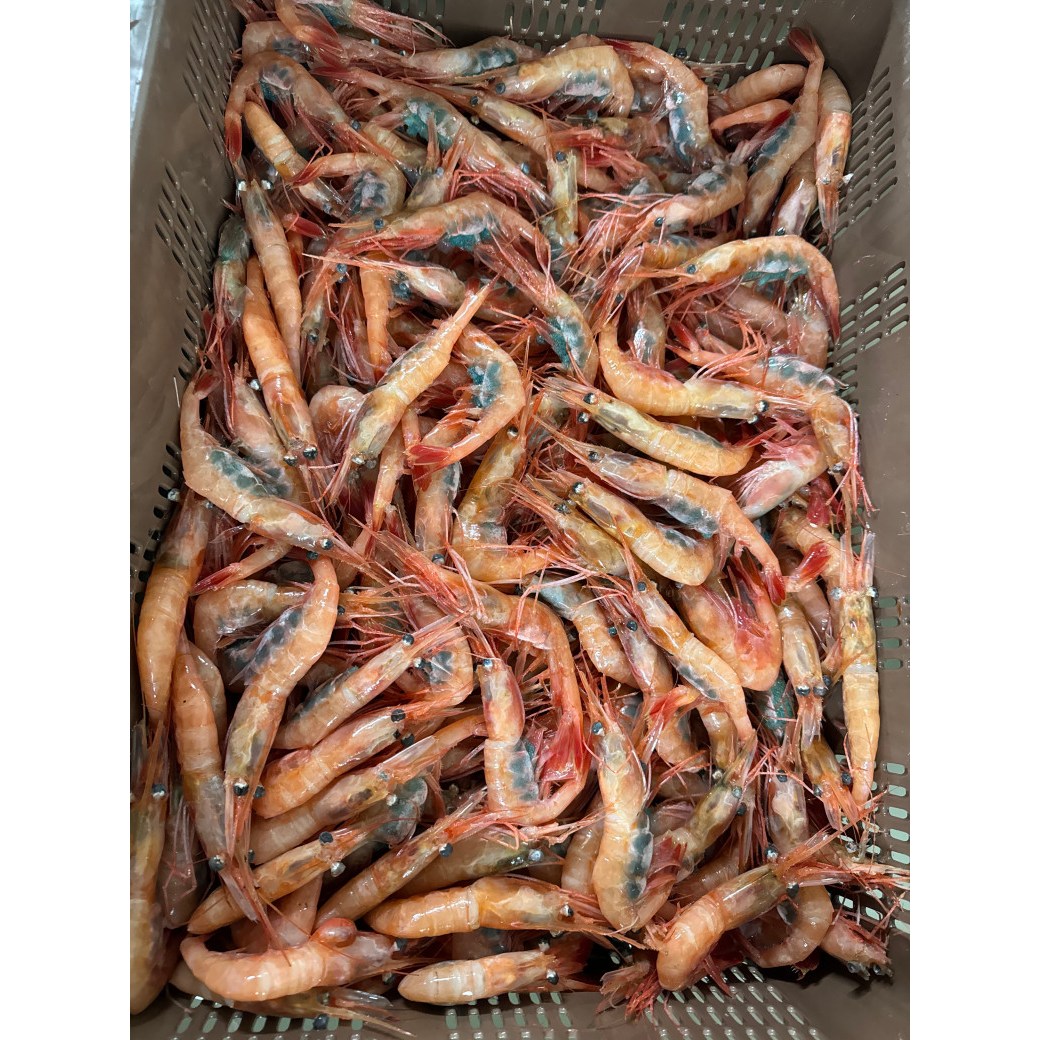 미식해 프리미엄 단새우 횟감 대짜 당일바리 단새우 71,700원