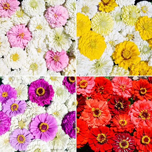 [특색있는 화단 꽃다발 만들기] 백일홍 엘레강스 컬러믹스 씨앗 4종 선택구매, 1개 10,000원