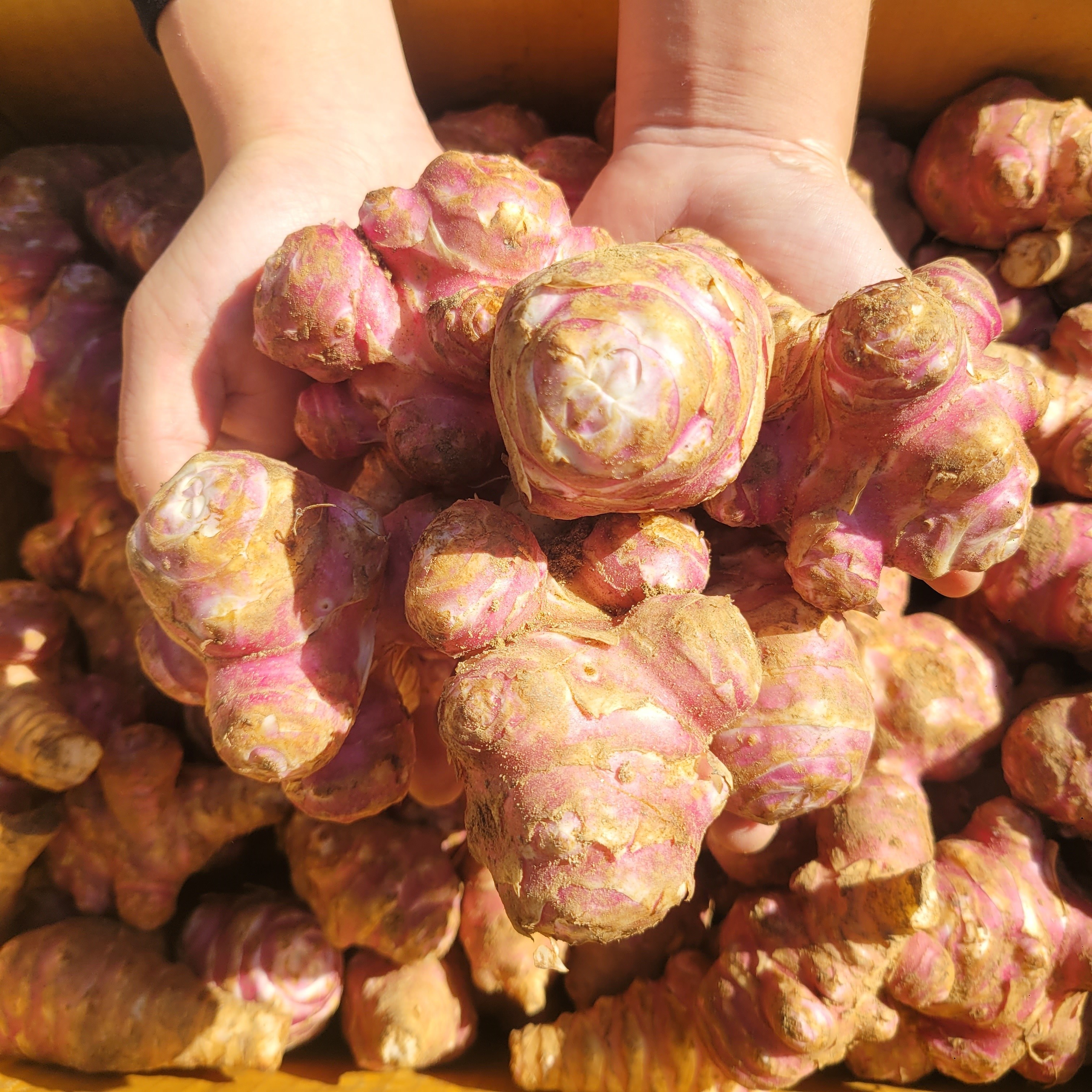 국내산 햇 생 자색 돼지감자 뚱딴지 1kg 3kg 5kg 10kg [노블프레쉬], 5kg, 1개 20,880원