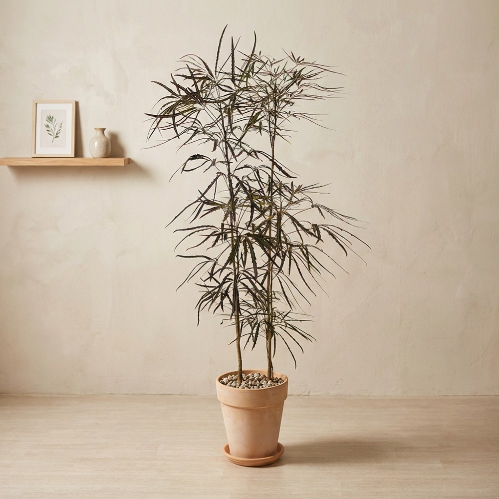 시크한 매력 대형 아랄리아 이색적인 공기정화식물 예쁜 카페식물 103,000원