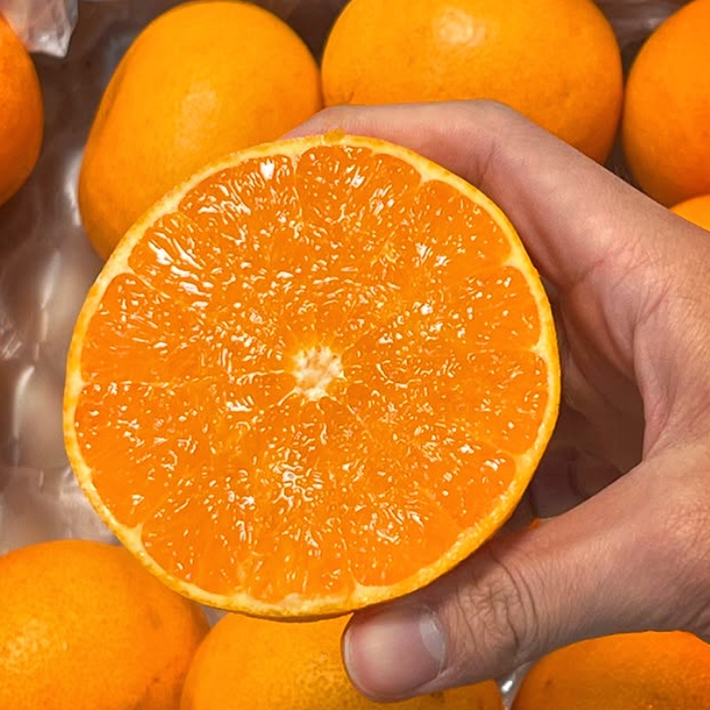 [전국 최저가] 15brix 고당도 천혜향, 1박스, 10kg 소과 69,800원