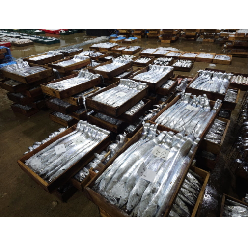 제주갈치 생갈치 생물갈치 대 특대 특대왕 사이즈[새벽경매 당일입찰 ] (종합사이즈), 1개, 프리미엄 700g 내외 2.1kg (3마리) 149,000원