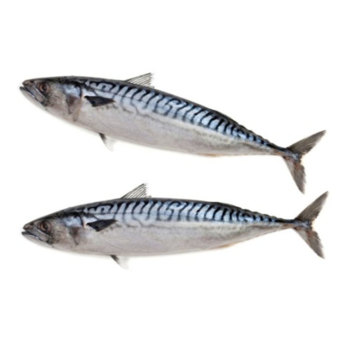 자갈치닷컴 노르웨이 간고등어 (대자) 34cm전후 고등어, 60개, 34cm전후 280,000원