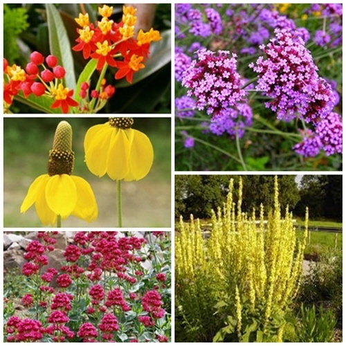 [꽃씨모듬 1216] 파종첫해 개화 다년초 5선, 1개 15,000원
