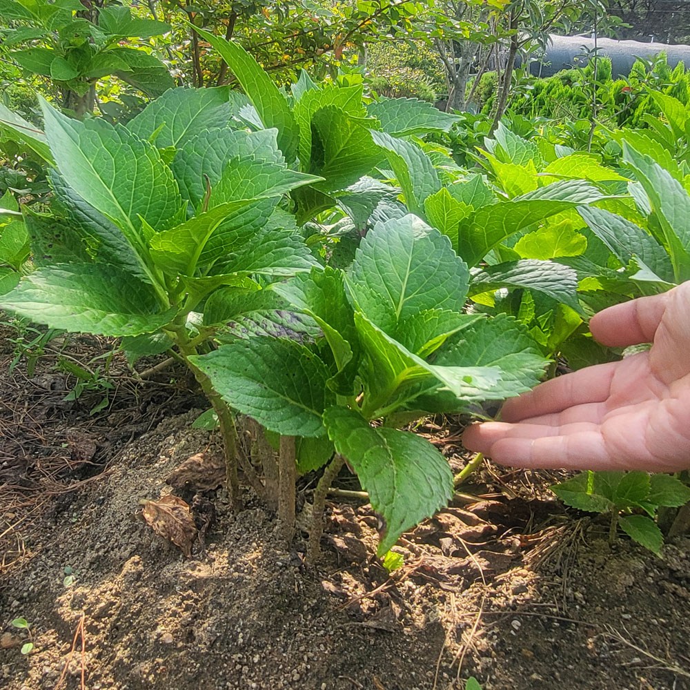 엔들레스썸머/제주 수국/포트묘 분묘 선택, 1개, 제주수국 분묘(엔들레스썸머) 20,000원