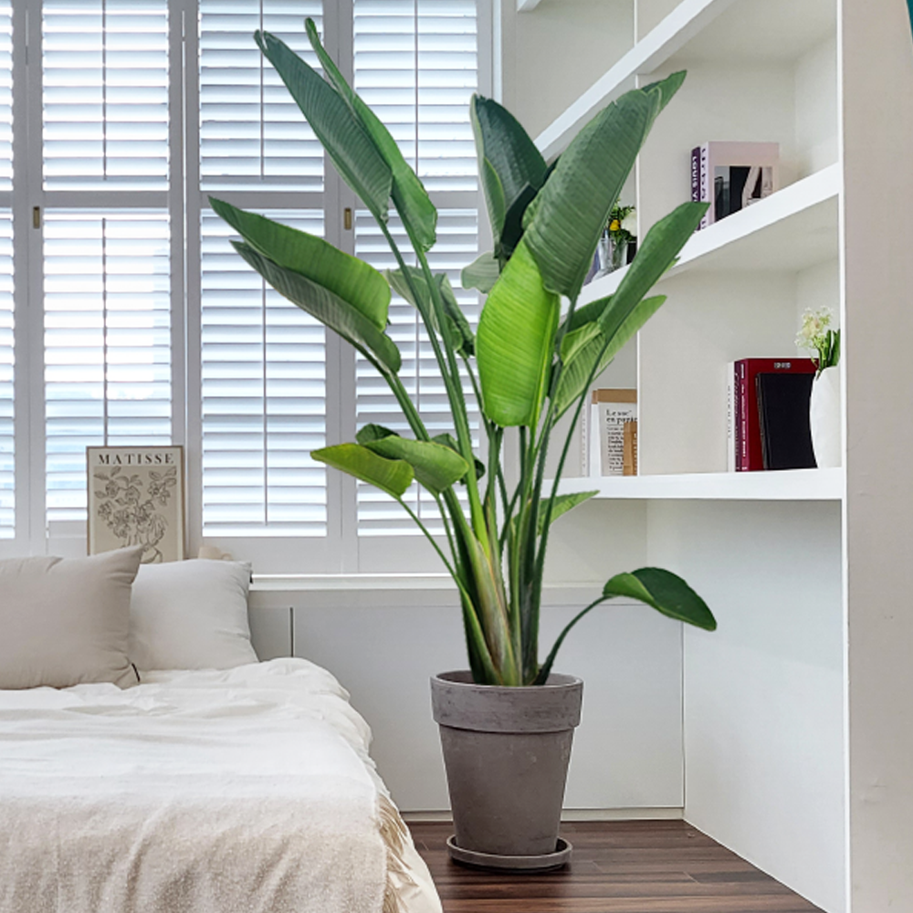 농원청년 바솔트토분 인테리어식물 거실화분 실내화초 개업식화분 개업화분 공기정화식물 승진화분 영전화분 사무실 카페 매장 공간 인테리어화분 스투키 쉐프렐라 홍콩야자 극락조 239,000원