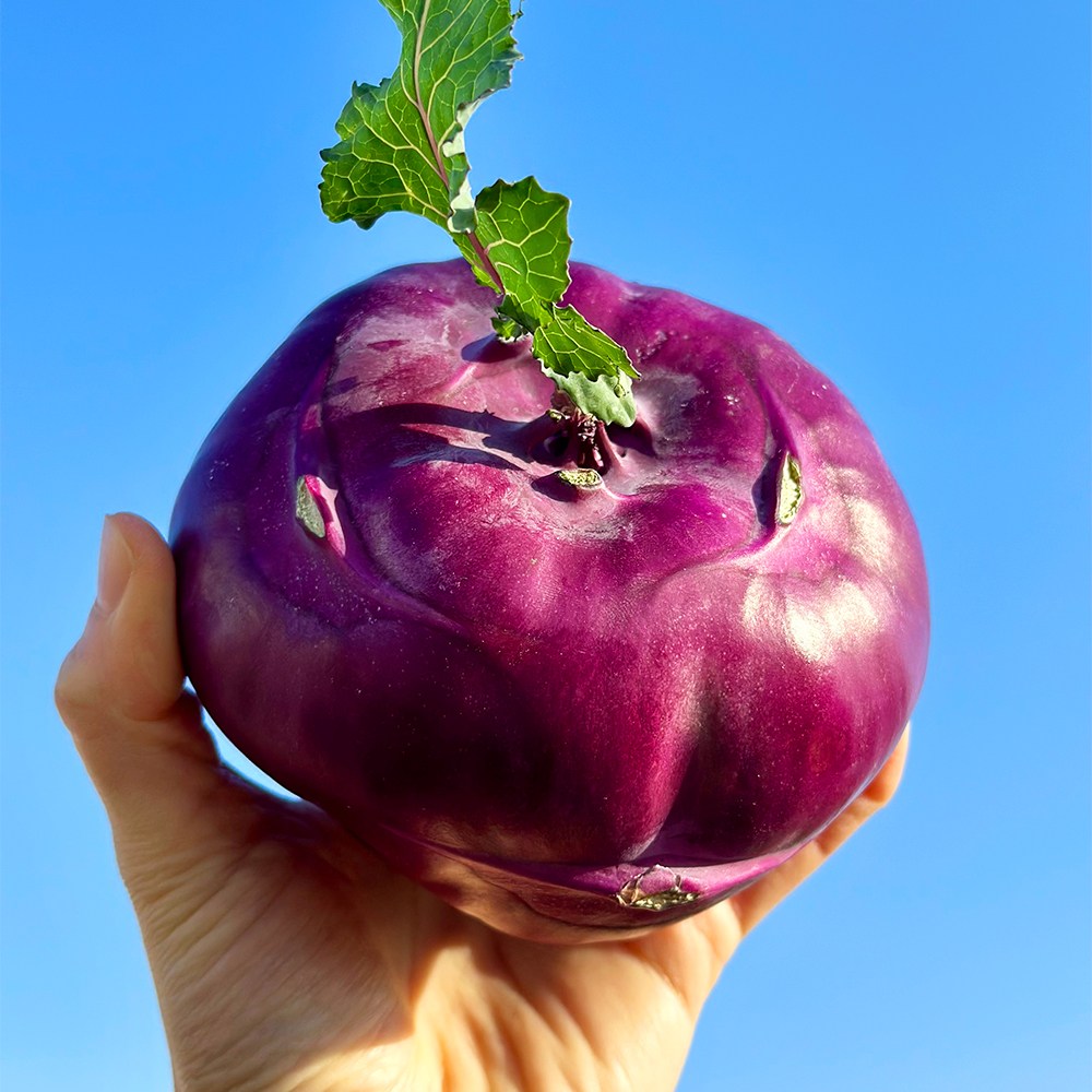 [제주직송] 고당도 특품 제주 콜라비 산지직송 11,800원