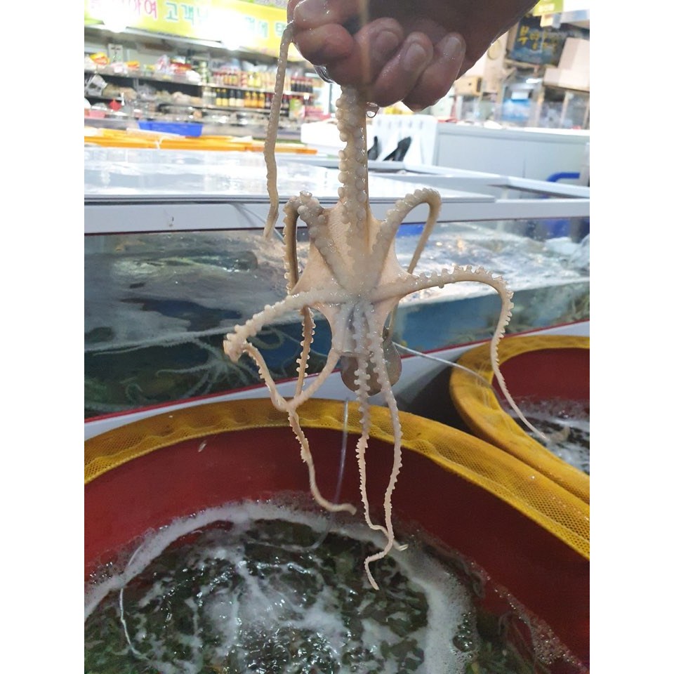 [신안/목포]청정갯벌 생물 산 낙지 10마리(세발/소/중소) 타우린 과 각종 아미노산 및 무기질이 풍부한 보양식품, 1개 125,000원
