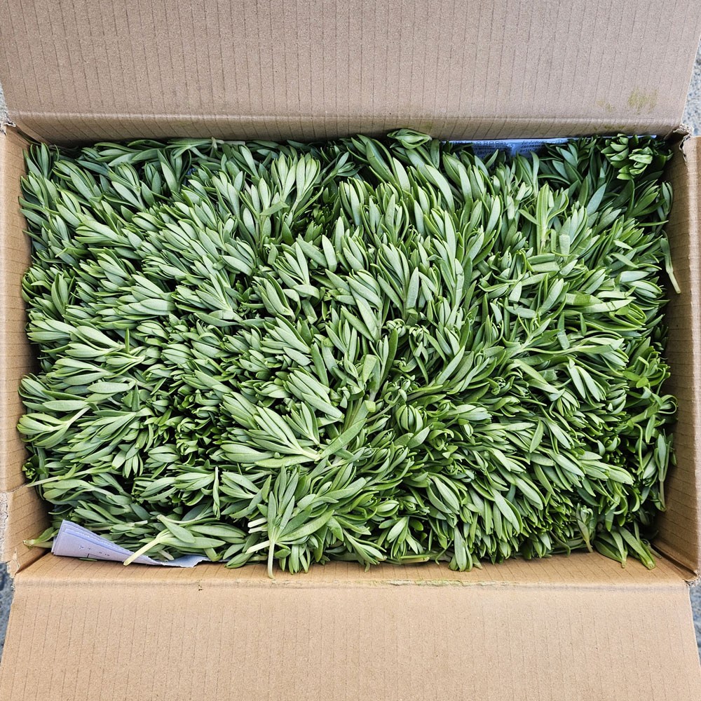 클릭마켓 국내산 돗나물 4kg 돈나물 돌나물, 1박스, 4kg 16,500원