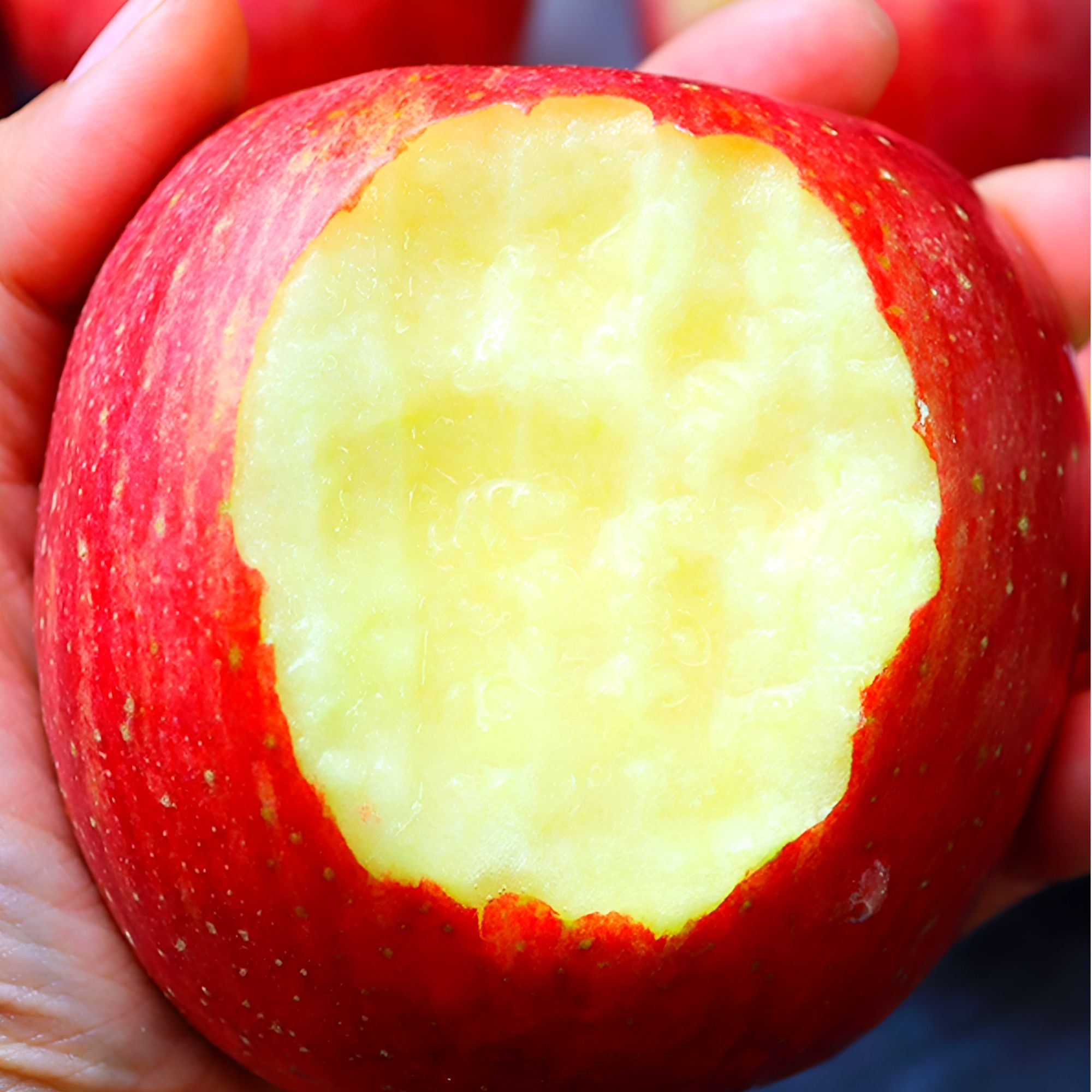 애플팜 경북사과 꿀사과 가정용 산지수확, 1박스, 5kg 27,400원