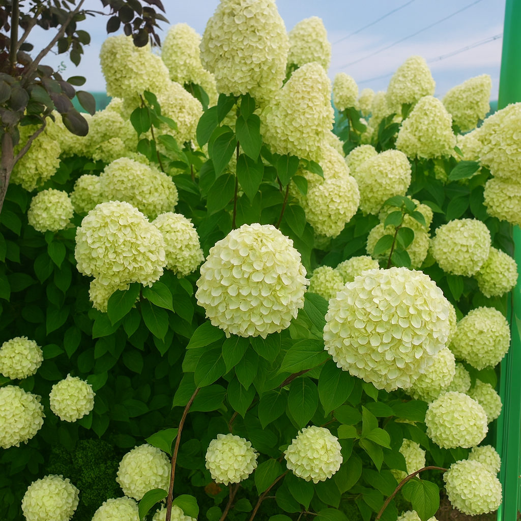 목하원예조경 유럽목수국 (라임라이트) 화분묘, 단일색상, 1개 20,040원