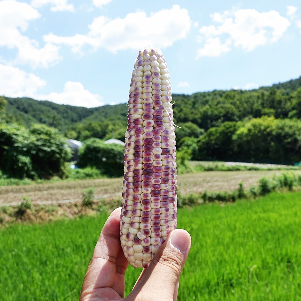 강원도 횡성 유기농 흑찰 찐옥수수, 10개 26,900원
