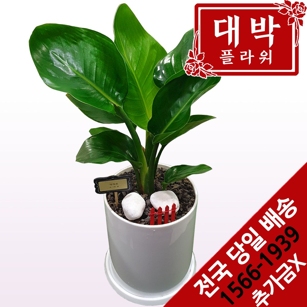 대박플라워 극락조(여인초) 개업 축하 집들이 인테리어 공기정화식물 관엽식물 꽃배달 48,600원