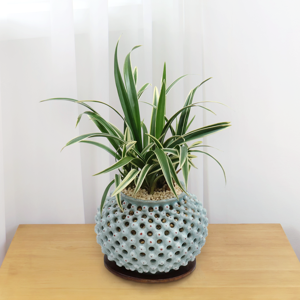 에코플라워 동양란 (이천작품 회청자 투각격자국화문호) 수도권배송 사진전송 승진 영전 인사이동 진급 취임 개업 당일배송 g-0140, 1개 350,000원