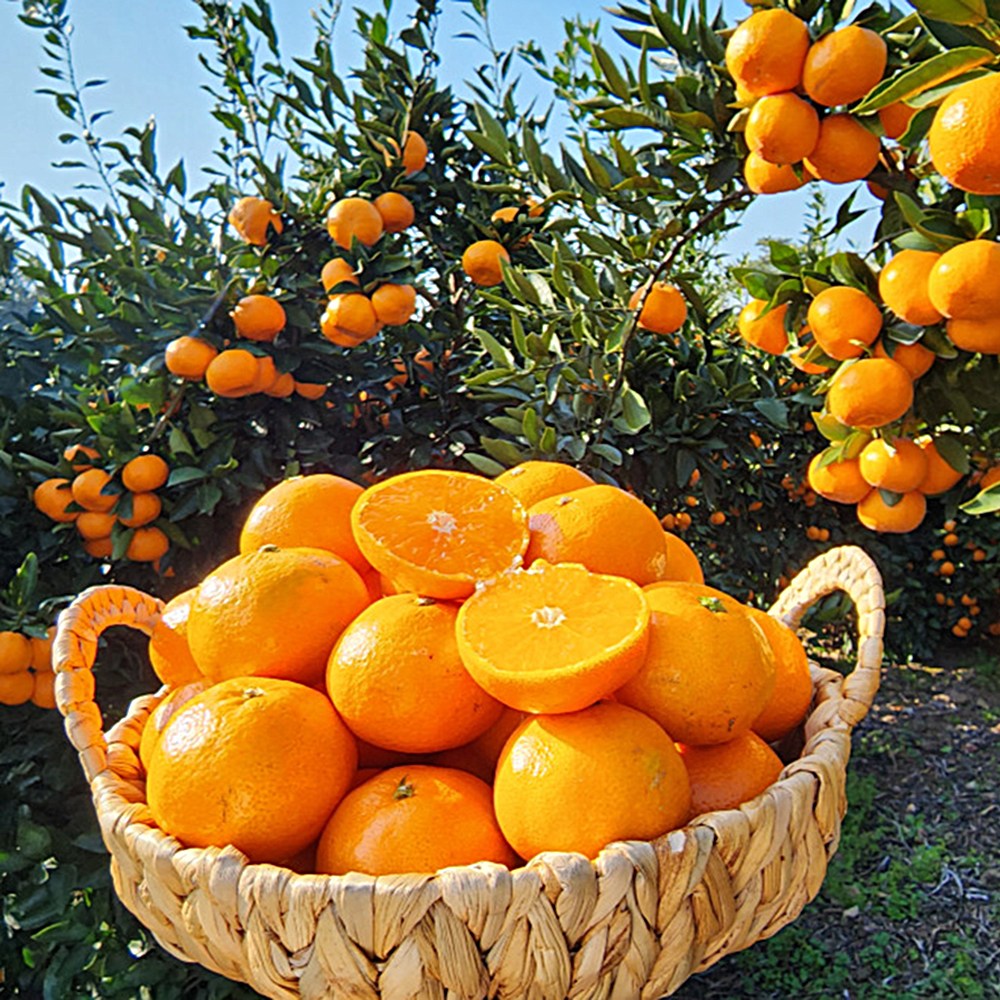 [제주의맛] 달콤한 레드향 산지직송 선물용 가정용 79,900원