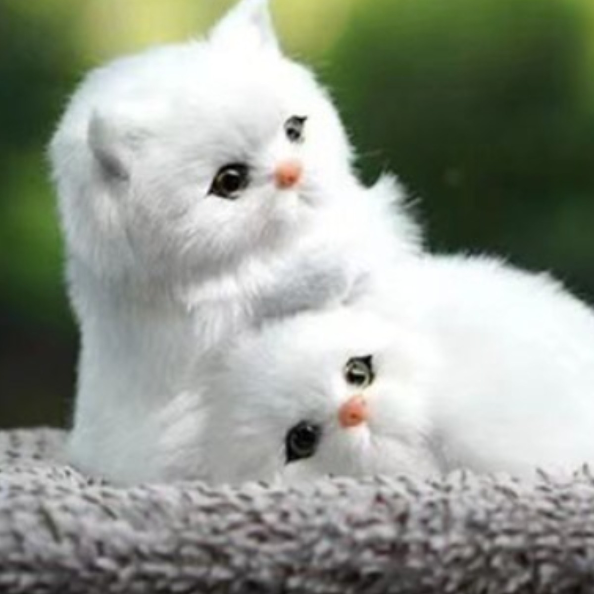 넘버링카 동물인형 차량용 악세사리 인테리어 소품 대쉬보드 탈취인형 강아지 고양이, 1개, 03 화이트+화이트 10,900원