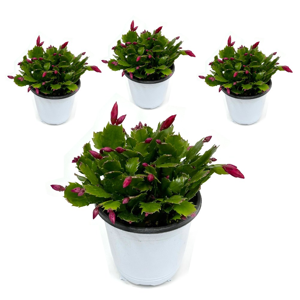 감동샵 게발선인장 중품 4개 무료배송 붉은 가을 겨울꽃 모종 화분 식물 34,800원