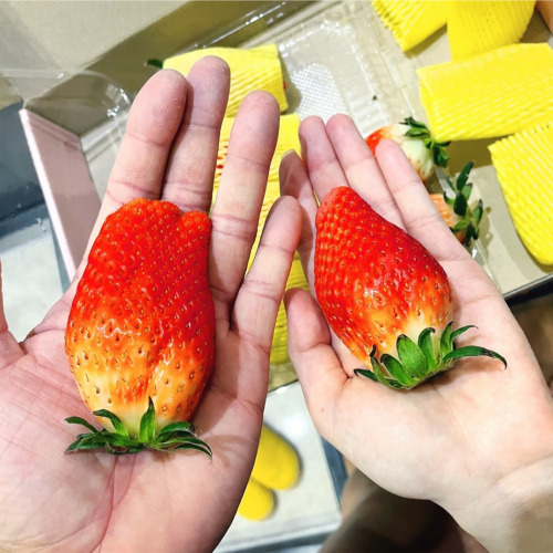 [영팜_올드팜] 아빠와 딸이 직접 농사지은 킹스베리  [800g/400g] 프리미엄 딸기 논산 산지직송 GAP 인증 23,760원