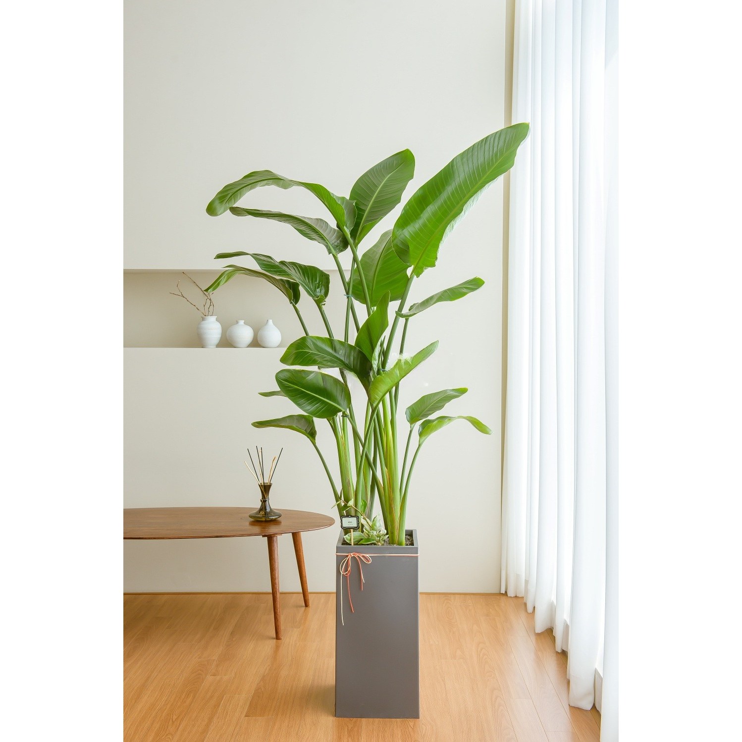 나눔플라워 전국 관엽식물 금전수 스투키 해피트리 행운목 극락조 고무나무 개업축하 실내공기정화 사무실식물 나무배달서비스 154,000원