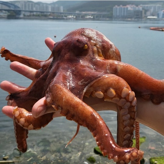 따봉프레시 당일어획 통영 자연산 프리미엄VIP 돌문어 32,800원